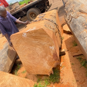 GỖ CÂY NHẬP KHẨU